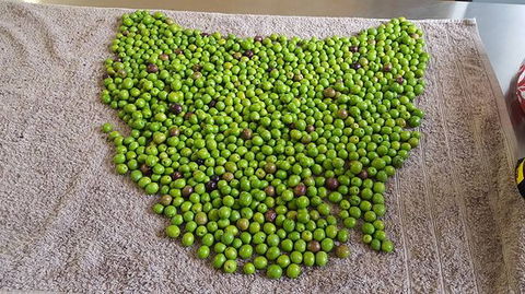 Wattle Hill Olives - Tourism Hervey Bay 0