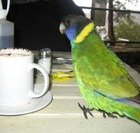 cafe on the dam - Tourism Hervey Bay