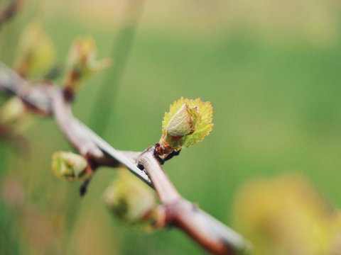 Lost In The Vines - Hervey Bay Accommodation 16