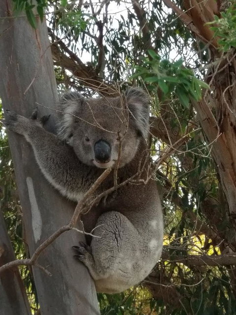 Lost In The Vines - Hervey Bay Accommodation 29