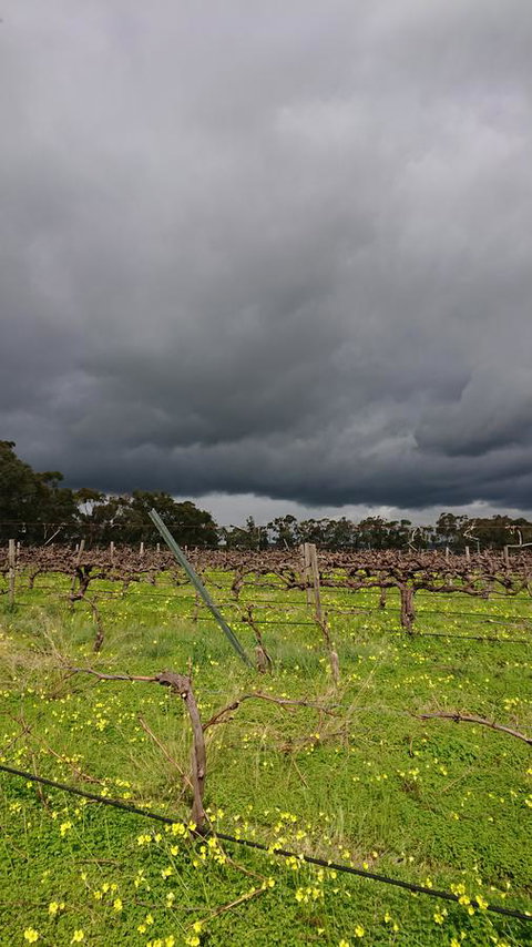 Lost In The Vines - Hervey Bay Accommodation 27