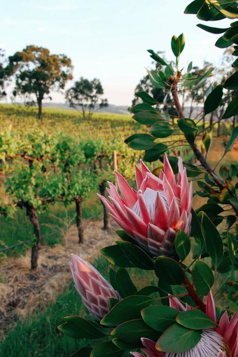 Lost In The Vines - Hervey Bay Accommodation 14