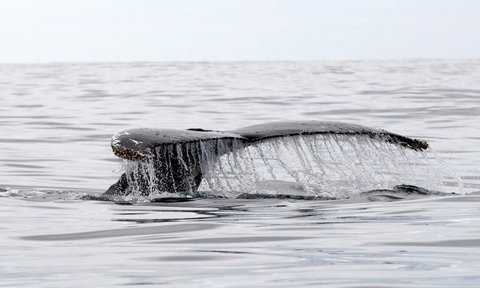 Mollymook Beach Waterfront - Hervey Bay Accommodation 19