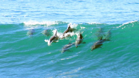 Mollymook Beach Waterfront - Hervey Bay Accommodation 4