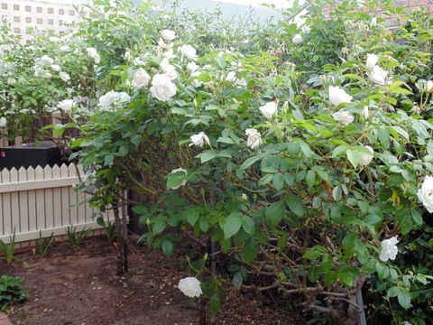 Baronet B & B - Tourism Hervey Bay 18