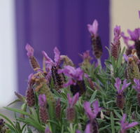 The Purple Door on Seaview - Tourism Hervey Bay