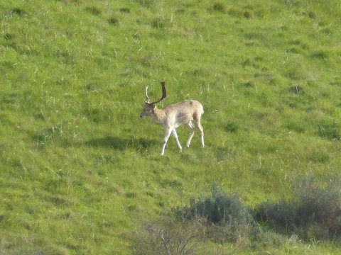 Molly's Chase - Tourism Hervey Bay 12