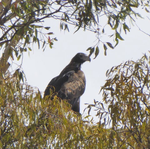 Molly's Chase - Tourism Hervey Bay 30