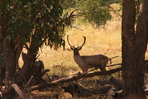 Molly's Chase - Tourism Hervey Bay 11