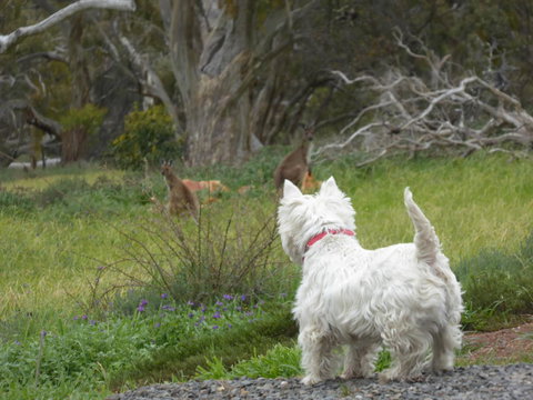 Molly's Chase - Tourism Hervey Bay 27