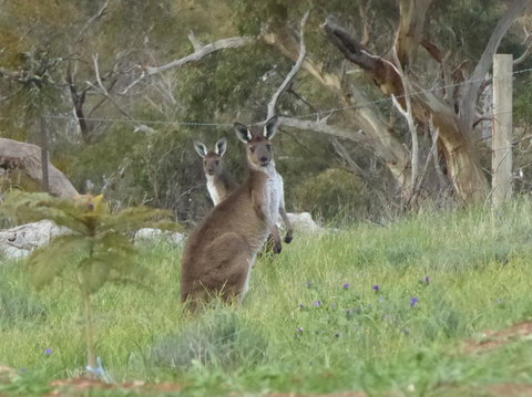 Molly's Chase - Tourism Hervey Bay 10