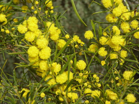 Molly's Chase - Tourism Hervey Bay 14