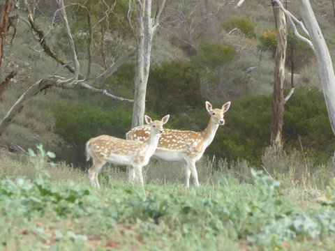 Molly's Chase - Tourism Hervey Bay 25