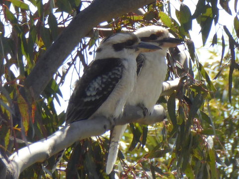 Molly's Chase - Tourism Hervey Bay 26