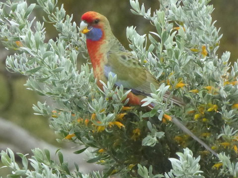 Molly's Chase - Tourism Hervey Bay 24