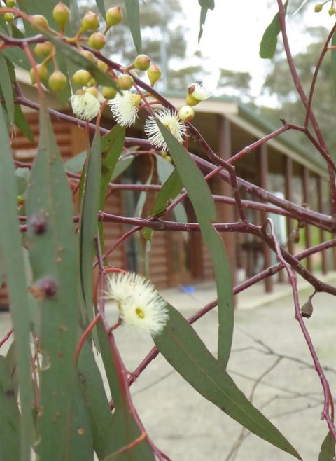 Molly's Chase - Tourism Hervey Bay 9