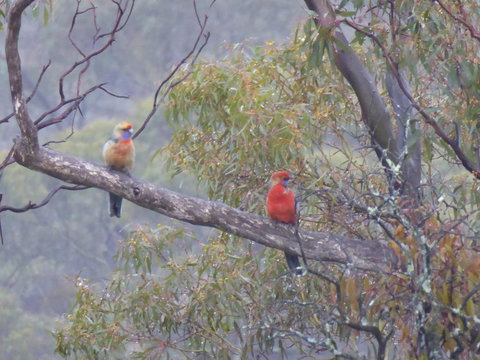 Molly's Chase - Tourism Hervey Bay 13