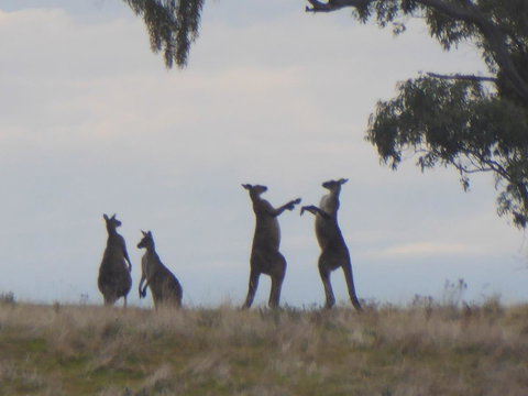 Molly's Chase - Tourism Hervey Bay 23