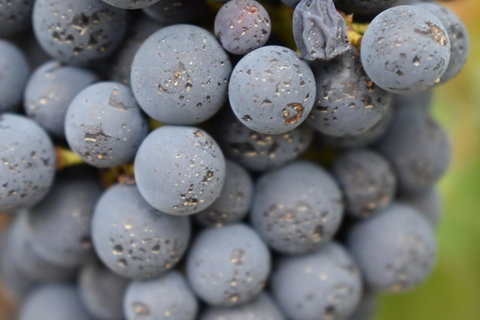 A Coonawarra Experience - Tourism Hervey Bay 23