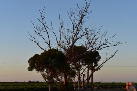 A Coonawarra Experience - Tourism Hervey Bay 24