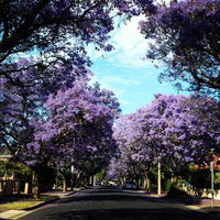 Book Wayville Accommodation Vacations Hervey Bay Accommodation Hervey Bay Accommodation