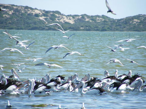 Coorong Waterfront Retreat - Tourism Hervey Bay 25