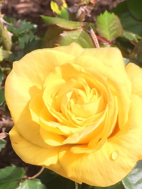 Wine And Roses Bed And Breakfast - Tourism Hervey Bay 41