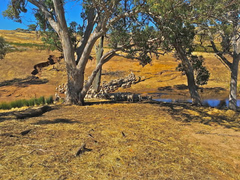 Rabbiters Hut - Tourism Hervey Bay 22