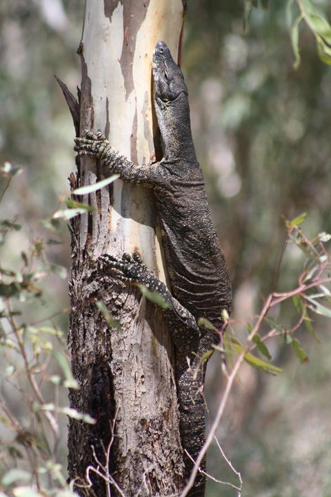 Rabbiters Hut - Tourism Hervey Bay 30