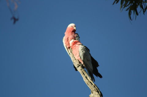 Rabbiters Hut - Tourism Hervey Bay 27