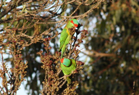 Rabbiters Hut - Tourism Hervey Bay 32
