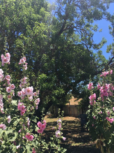 Amy\'s House Bed & Breakfast - Tourism Hervey Bay 37