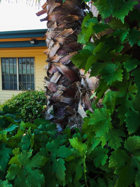 Ten Dollar Town Motel - Hervey Bay Accommodation 19