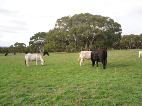 Wenton Farm Holiday Cottages - Hervey Bay Accommodation 17