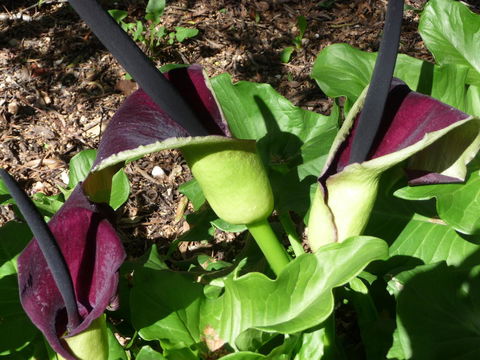 Country Bakehouse Accommodation - Hervey Bay Accommodation 19