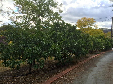Vineyard Cottage BnB - Tourism Hervey Bay 11