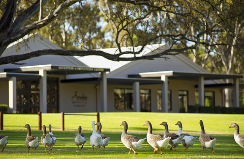 Serafino McLaren Vale - Hervey Bay Accommodation 17