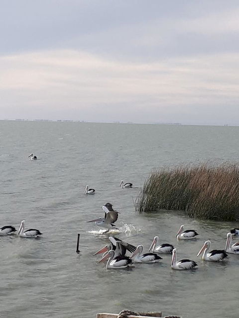 Meningie Waterfront Motel - Hervey Bay Accommodation 29