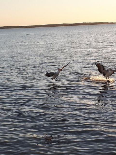 Meningie Waterfront Motel - Hervey Bay Accommodation 21