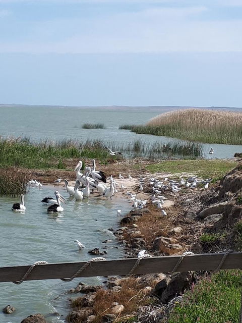 Meningie Waterfront Motel - Hervey Bay Accommodation 28