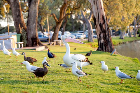BIG4 Renmark Riverfront Holiday Park - Tourism Hervey Bay 9