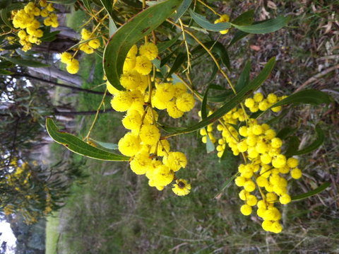 Clare Valley Cabins - Hervey Bay Accommodation 31