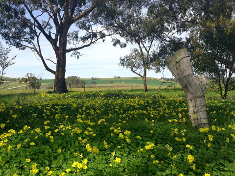 Clare Valley Cabins - Hervey Bay Accommodation 14