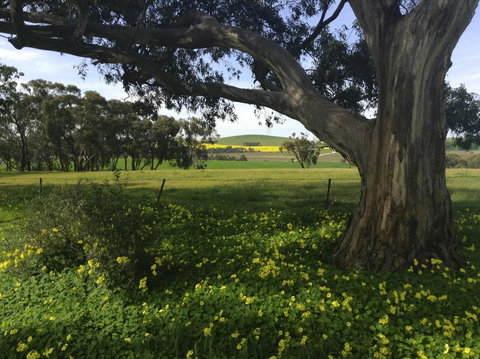 Clare Valley Cabins - Hervey Bay Accommodation 1