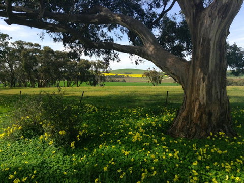 Clare Valley Cabins - Hervey Bay Accommodation 21