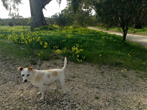 Clare Valley Cabins - Hervey Bay Accommodation 12