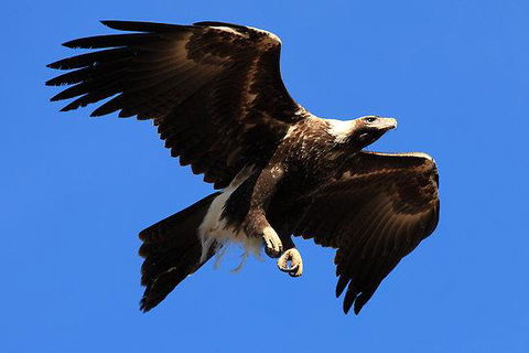 Eagles Range - Tourism Hervey Bay 16