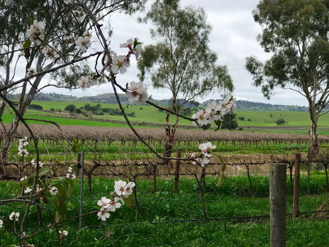 Jasmine\'s Barossa Valley Cottage - Hervey Bay Accommodation 20