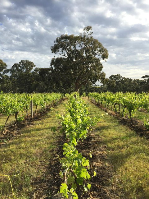 The Winemakers - Hervey Bay Accommodation 2