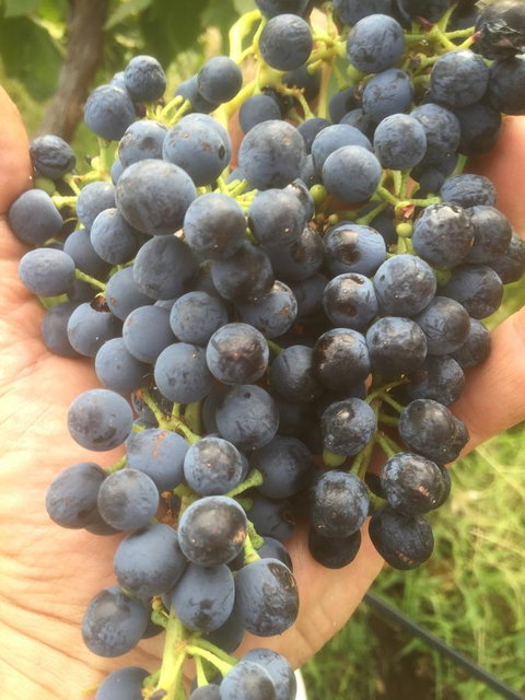 The Winemakers - Hervey Bay Accommodation 14